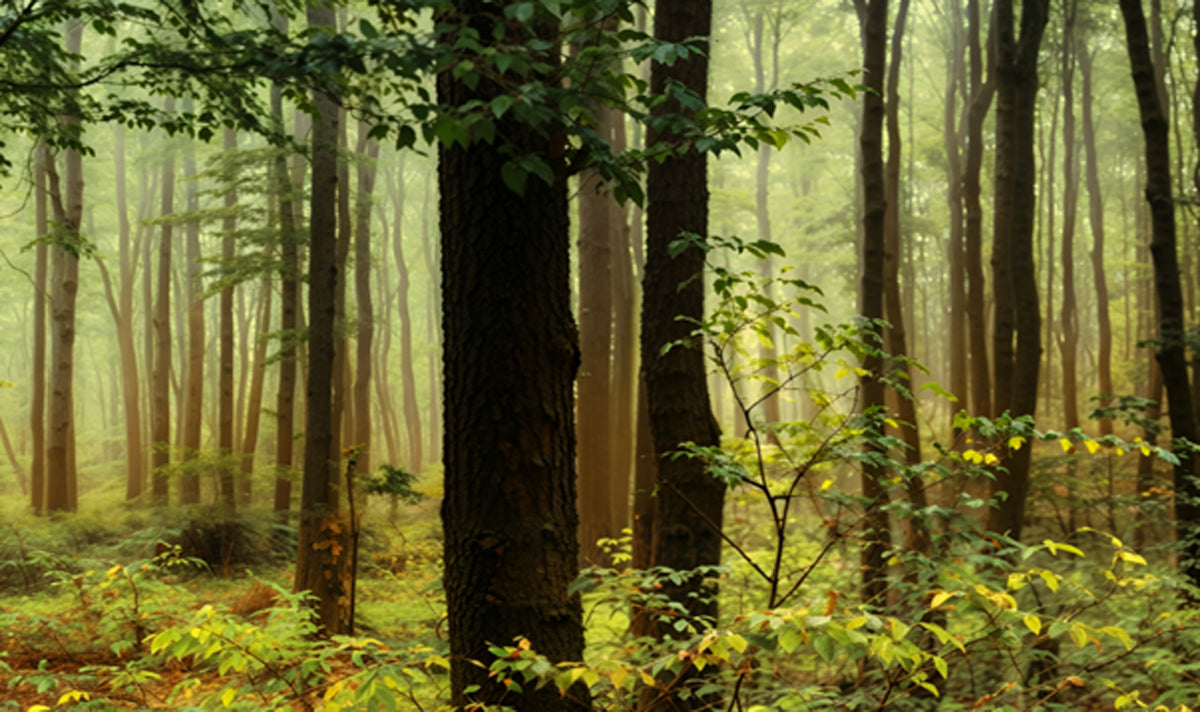 1 Forest Collection
