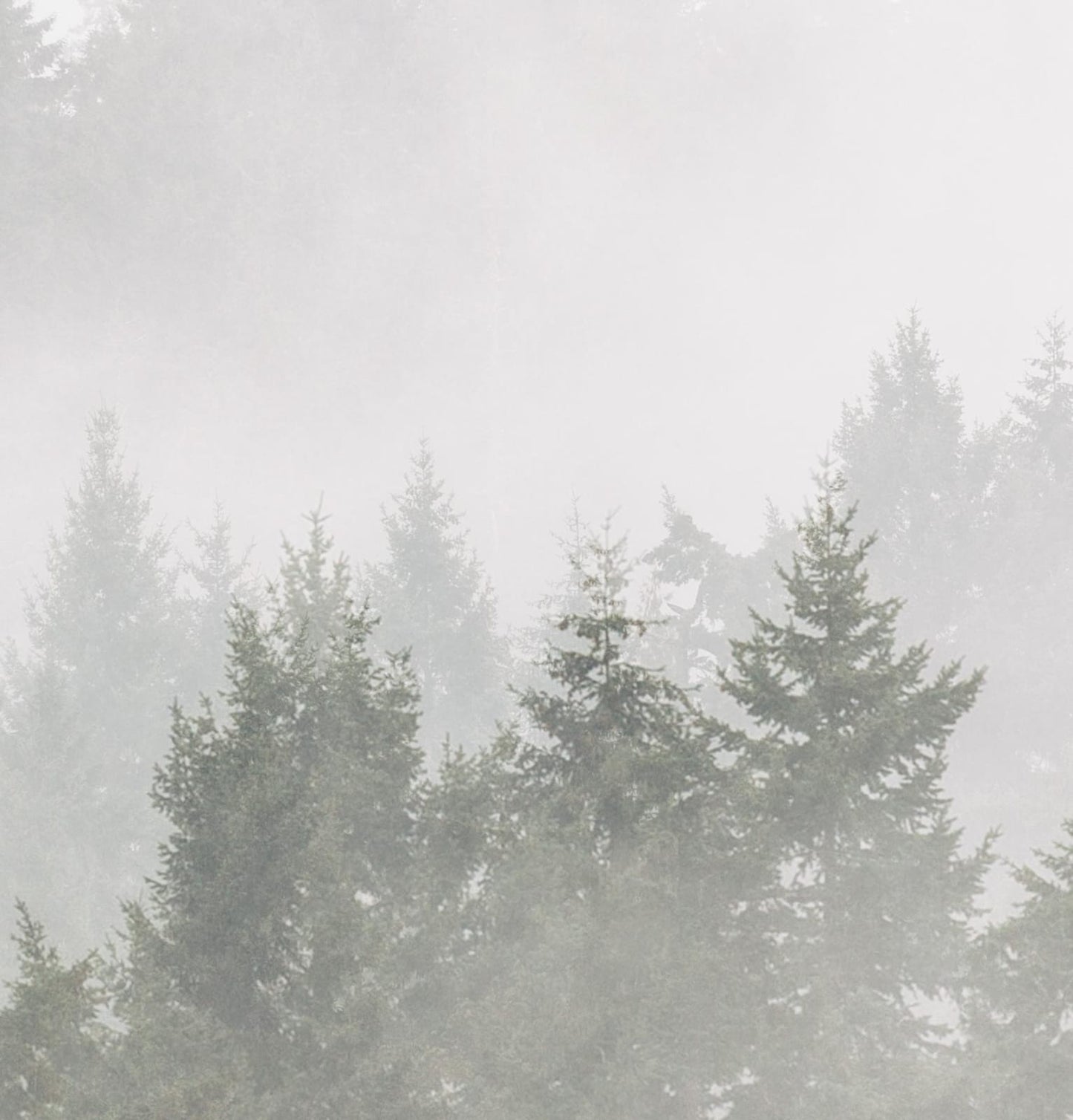 Misty forest in black and white