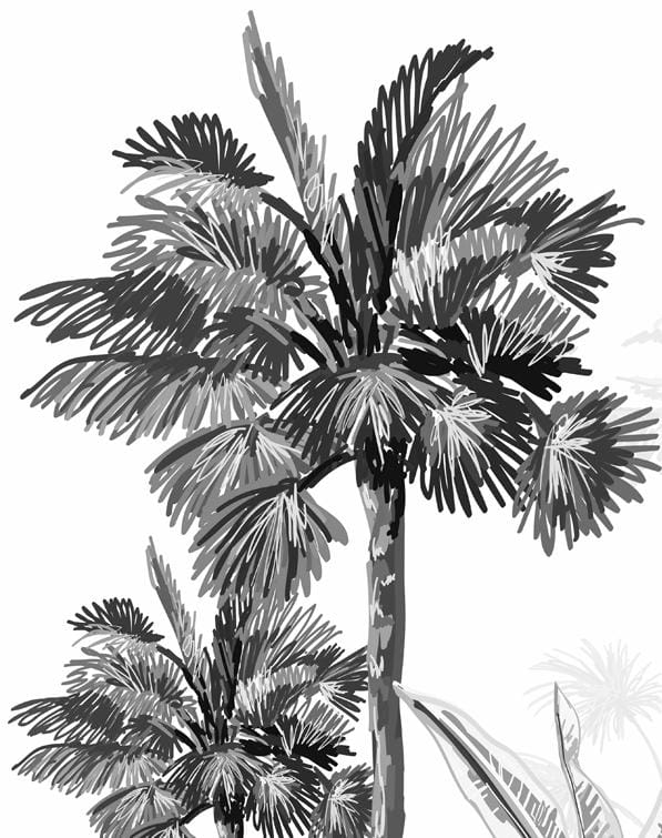 Tropical Wallpaper Black And White Forest
