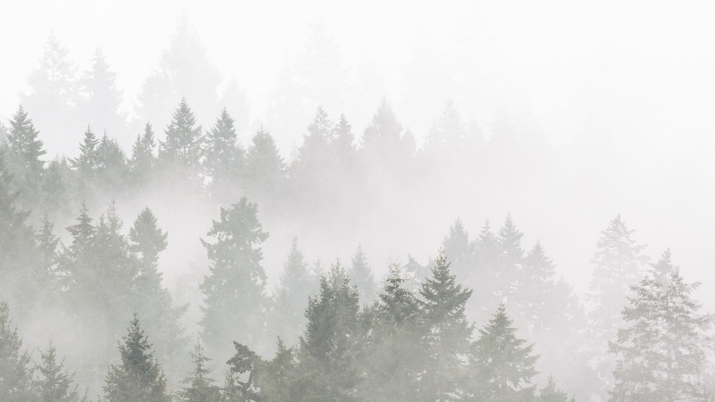 Misty forest in black and white