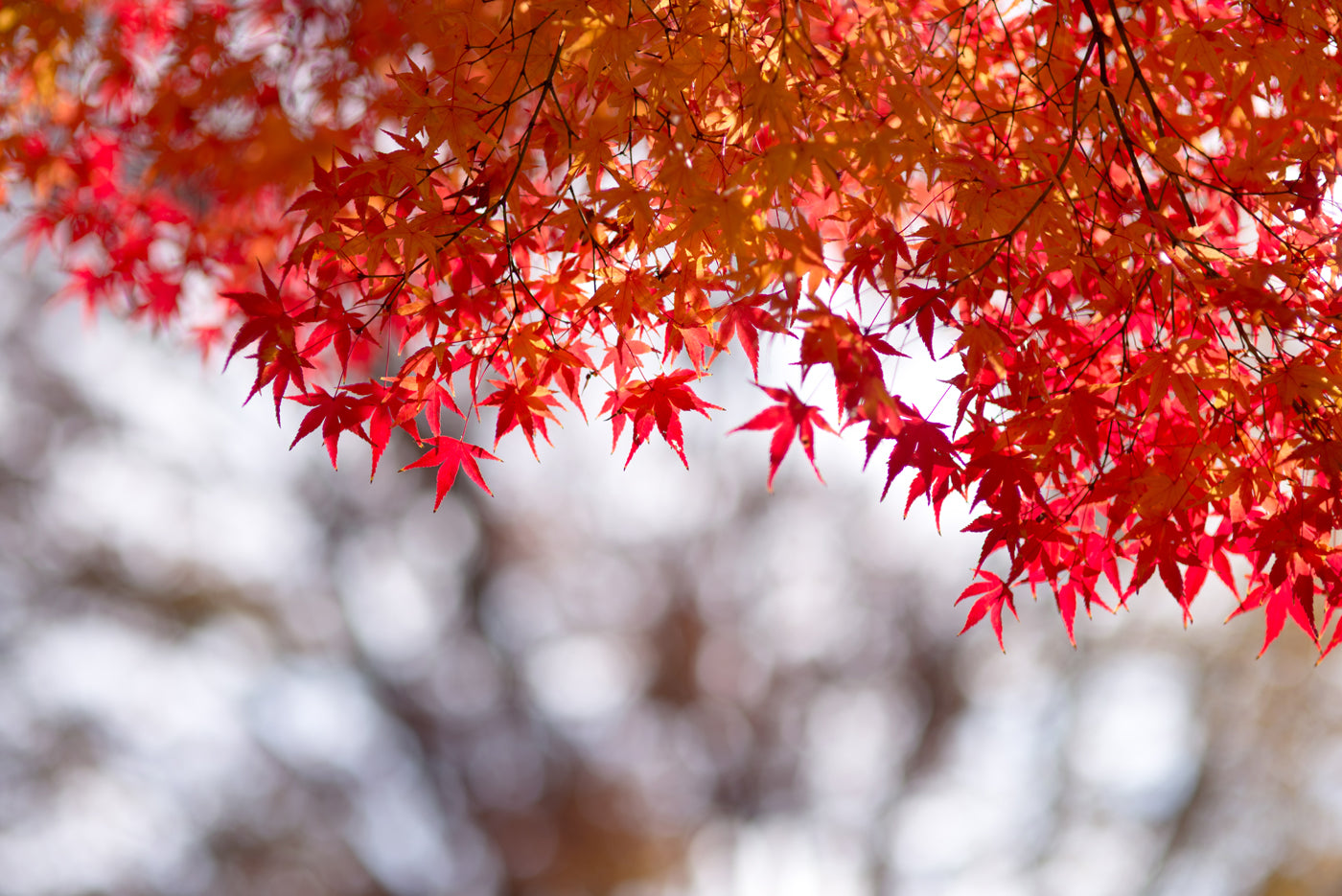 Red Leaves Tree Wallpaper