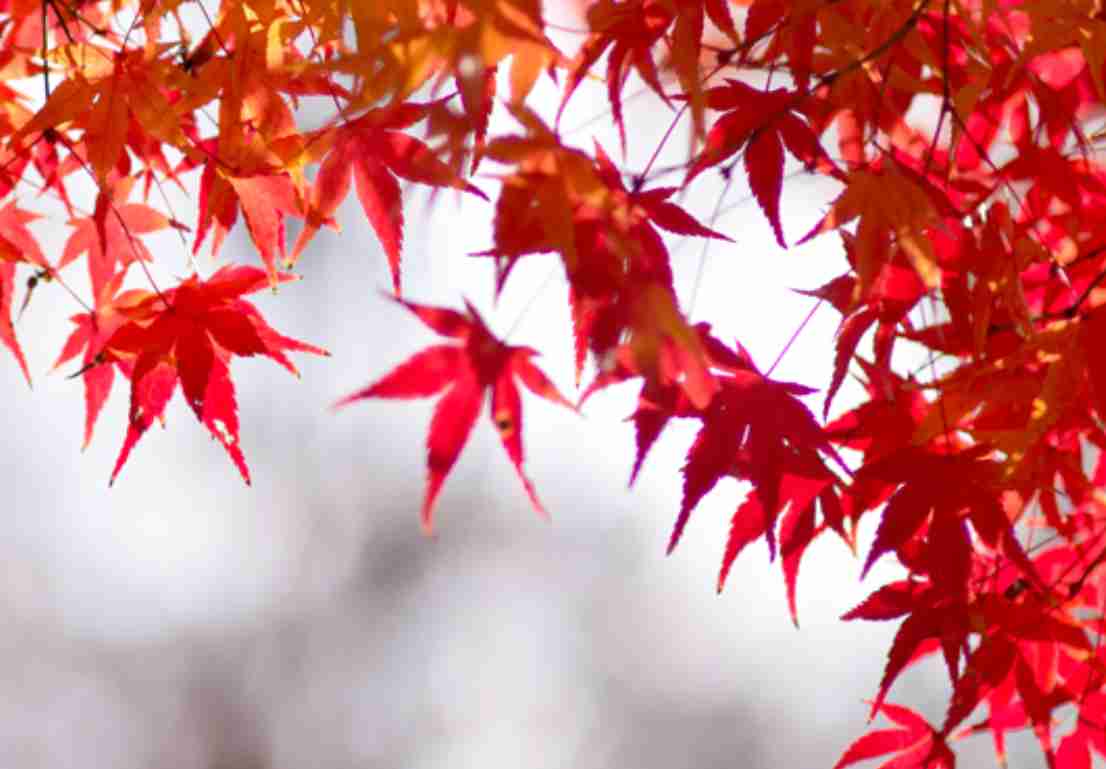 Red Leaves Tree Wallpaper